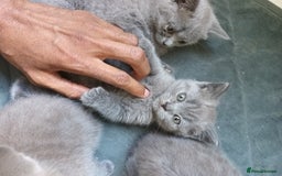 British Shorthair cats for sale: ONLY ONE FEMALE BRITISH SHORTHAIR LEFT - Image 13