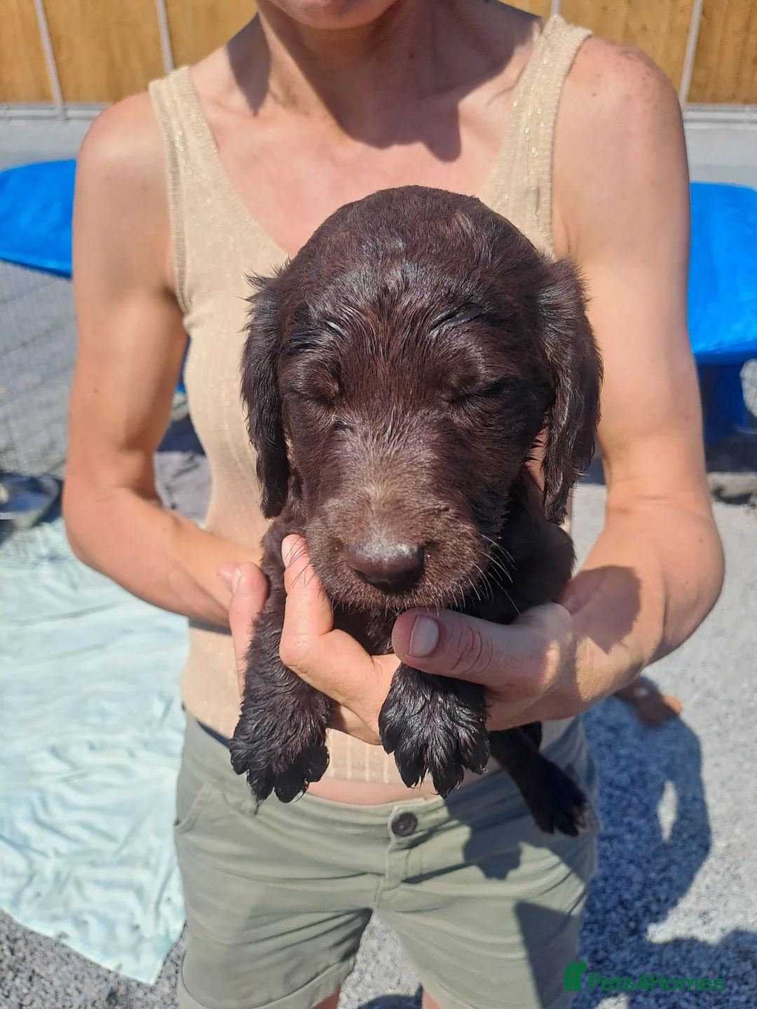Labradoodle dogs for sale: Labradoodle Puppies  - Advert 2