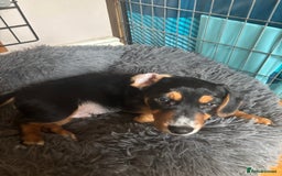 Mixed Breed dogs for sale: Jug cross Miniature Dachshund Boy  - Image 3