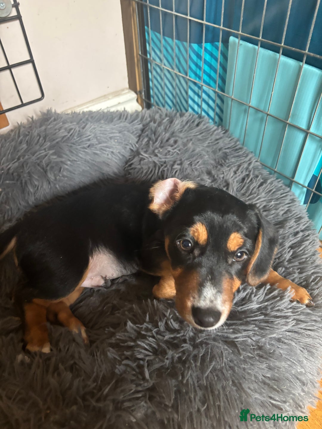 Mixed Breed dogs for sale: Jug cross Miniature Dachshund Boy  - Image 3