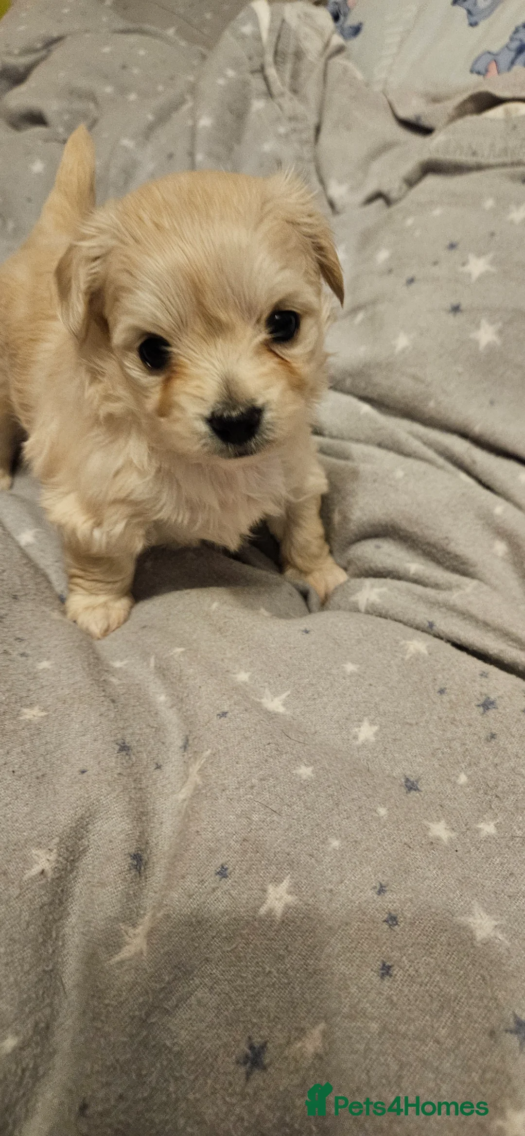 Mixed Breed dogs for sale: Bichon Frise x Chihuahua Puppies – 2 Girls & 1 Boy in Livingston - Advert 2