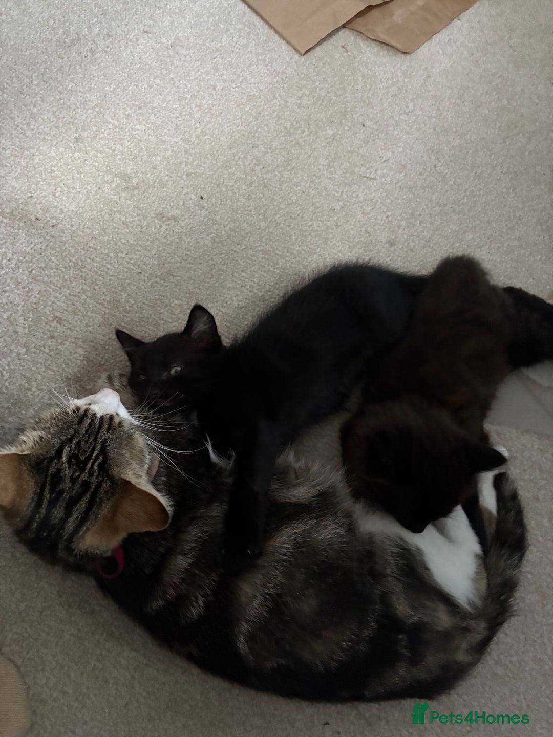 British Shorthair cats for sale: Two black tabby male kittens - Image 2