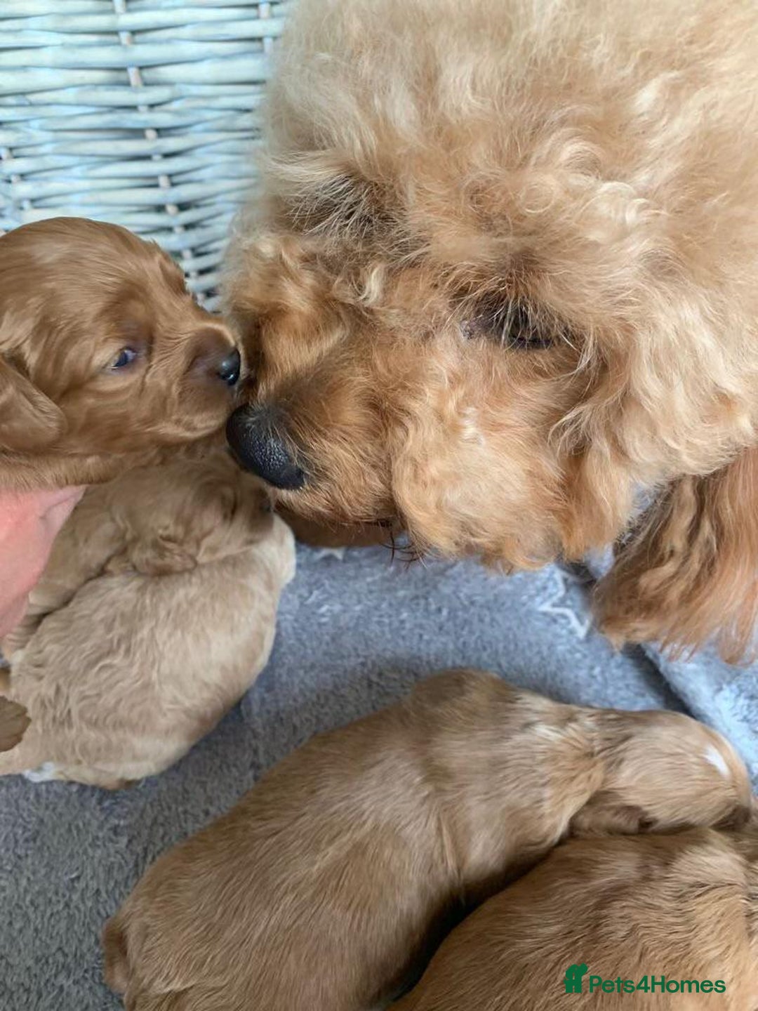 Cavapoochon dogs for sale: Cavapoochon puppies - Image 4