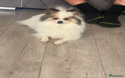 Pomeranian dogs for sale: Stunning extra small Poms  - Image 4