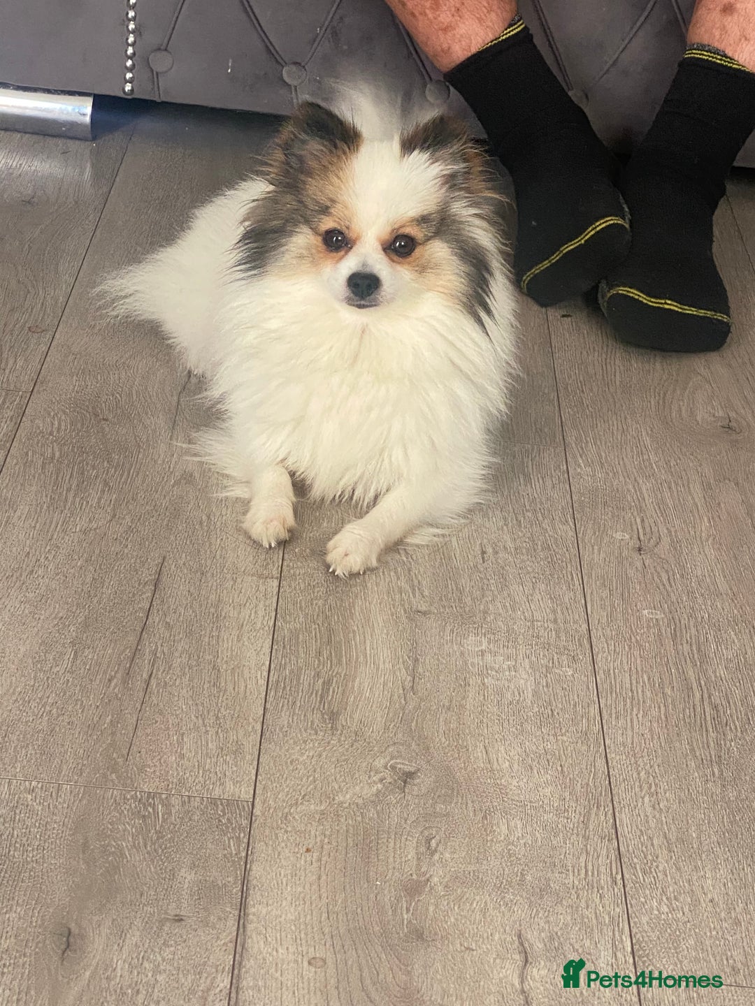 Pomeranian dogs for sale: Stunning extra small Poms  - Image 4