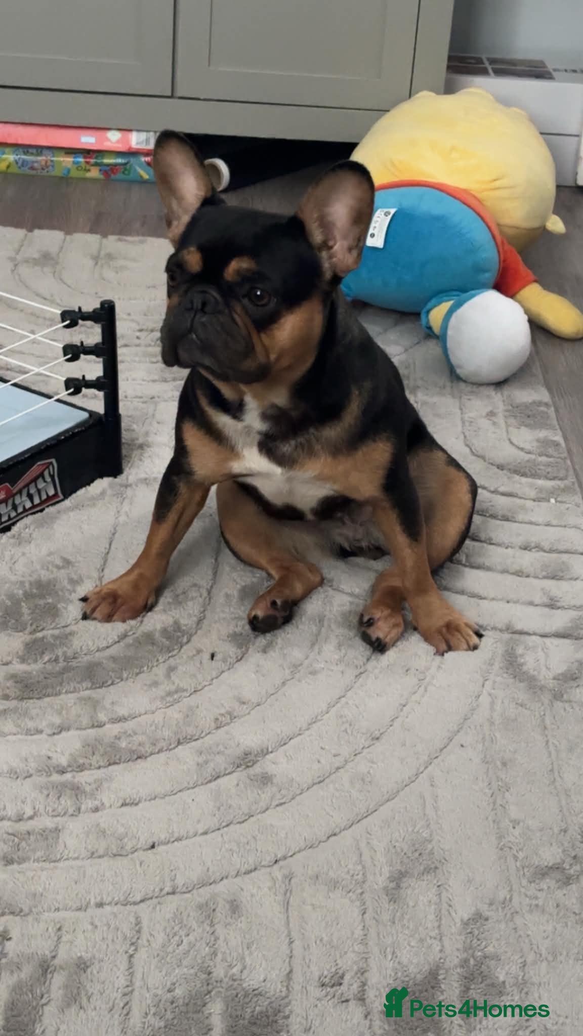 French Bulldog dogs Nova - French Bulldog looking for her forever home - Advert 1