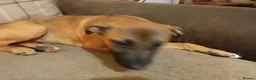 Mixed Breed dogs for sale: Nova  in Market Drayton - Advert 12