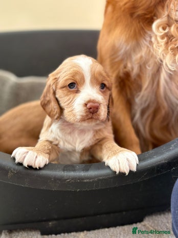 Cocker Spaniel dogs - Advert 14