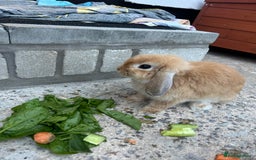 Mini Lop rabbits for sale: Mini lops for sale  - Image 6