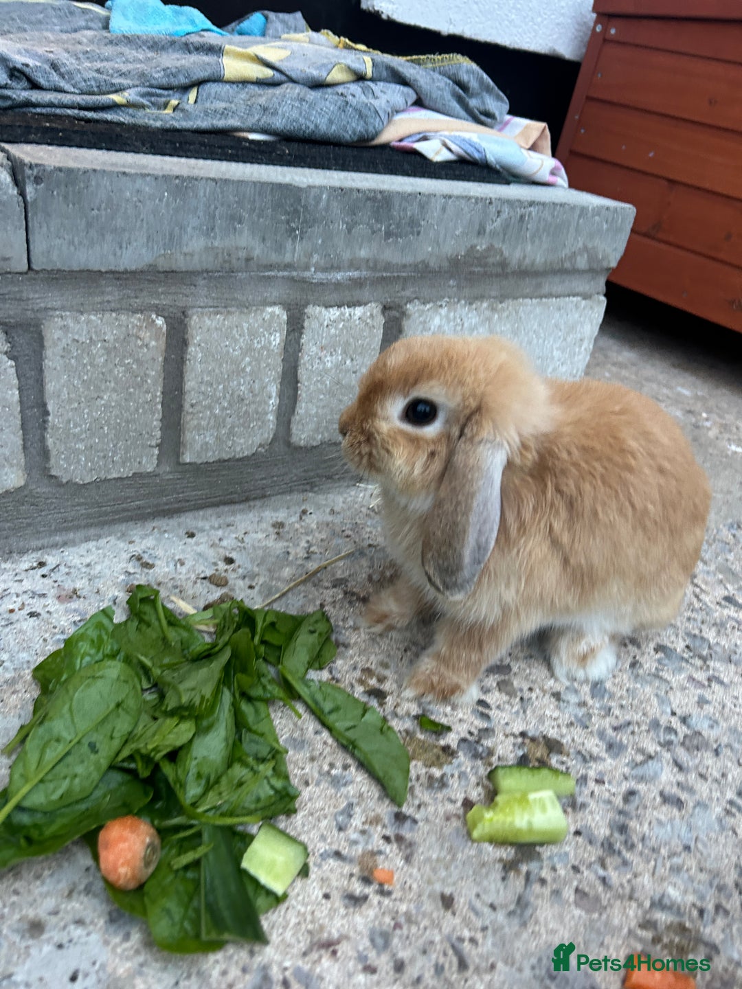 Mini Lop rabbits for sale: Mini lops for sale  - Image 6