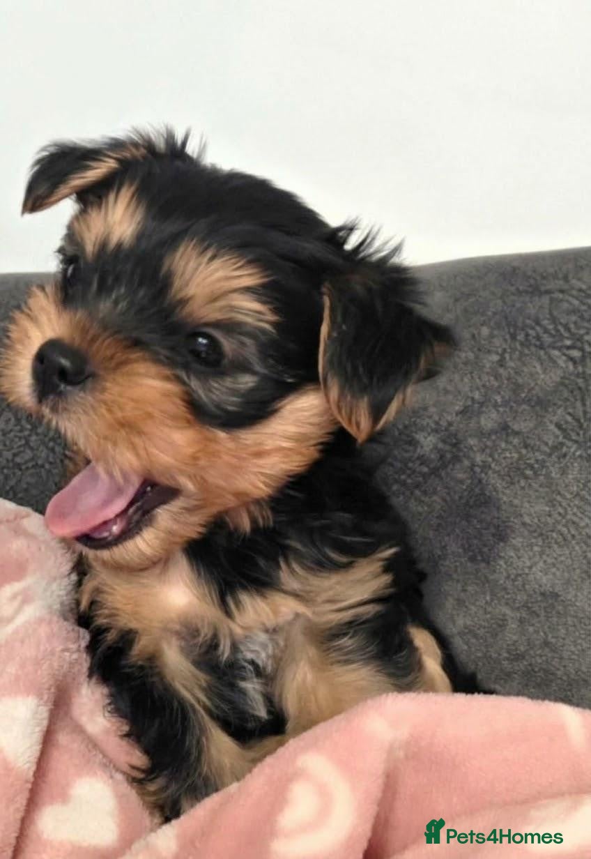 Yorkshire Terrier dogs for sale: Yorkshire Terrier boy 🐶 - Advert 6