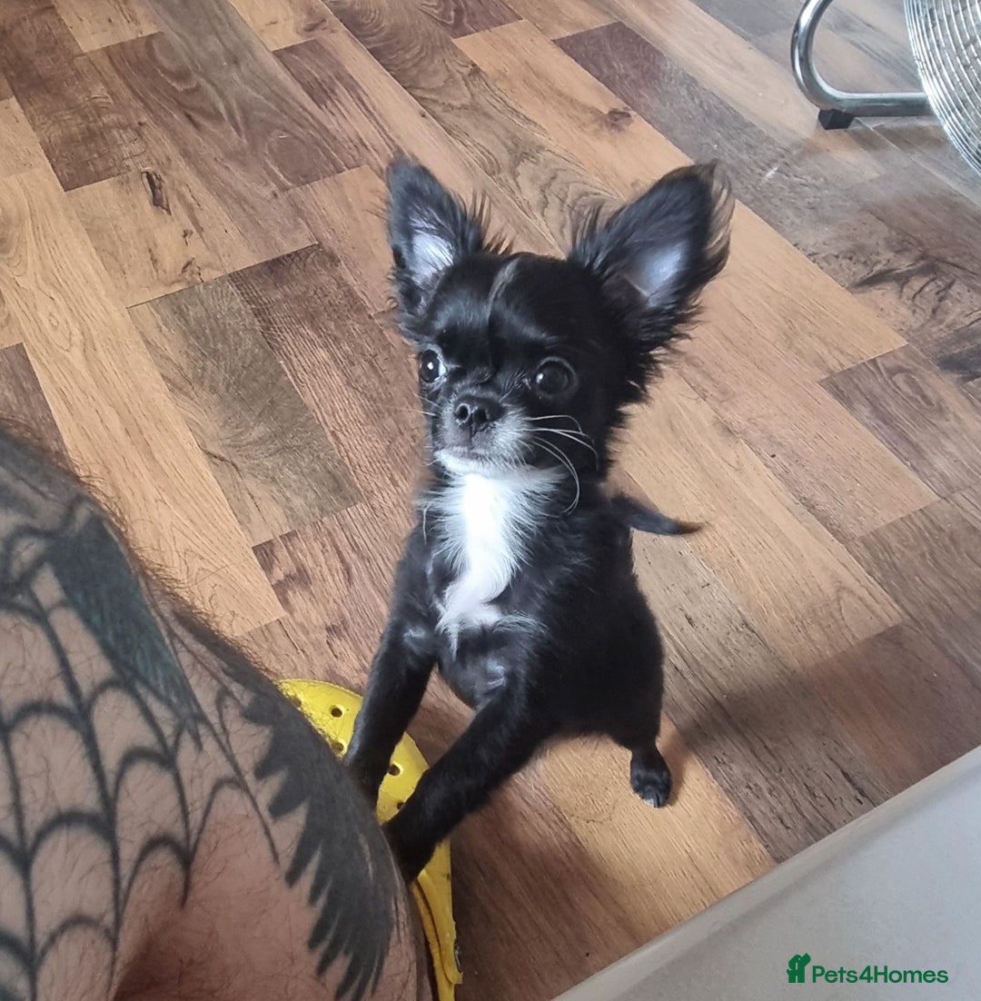 Chihuahua dogs for sale: READY TO GO!.   Last male Chihuahua puppy left - Image 1