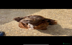 Cocker Spaniel dogs for sale: Female spaniel 🩷 - Image 2