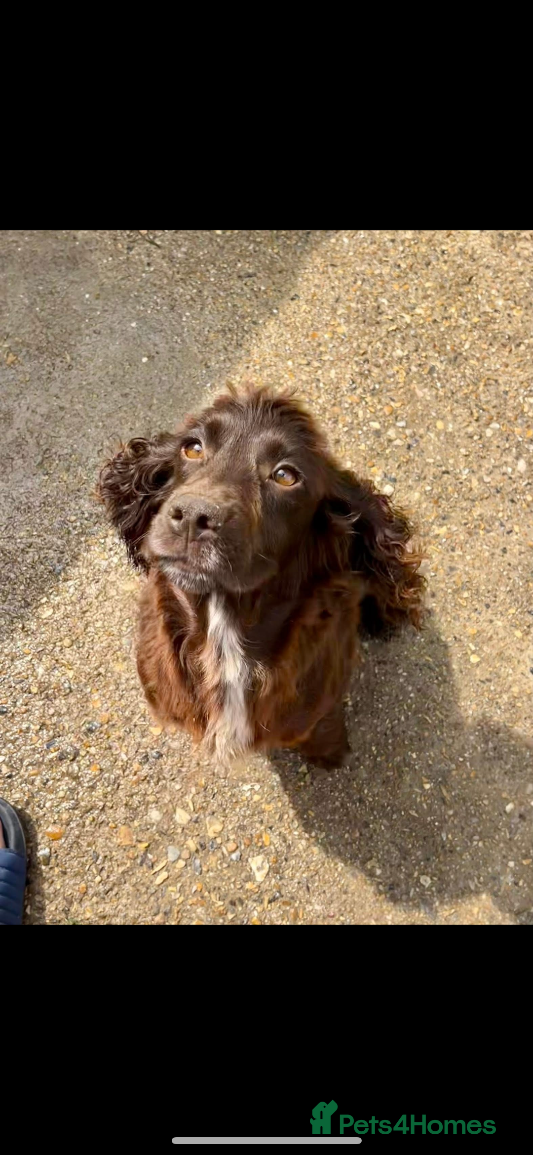 Cocker Spaniel dogs for sale: Female spaniel 🩷 - Image 2