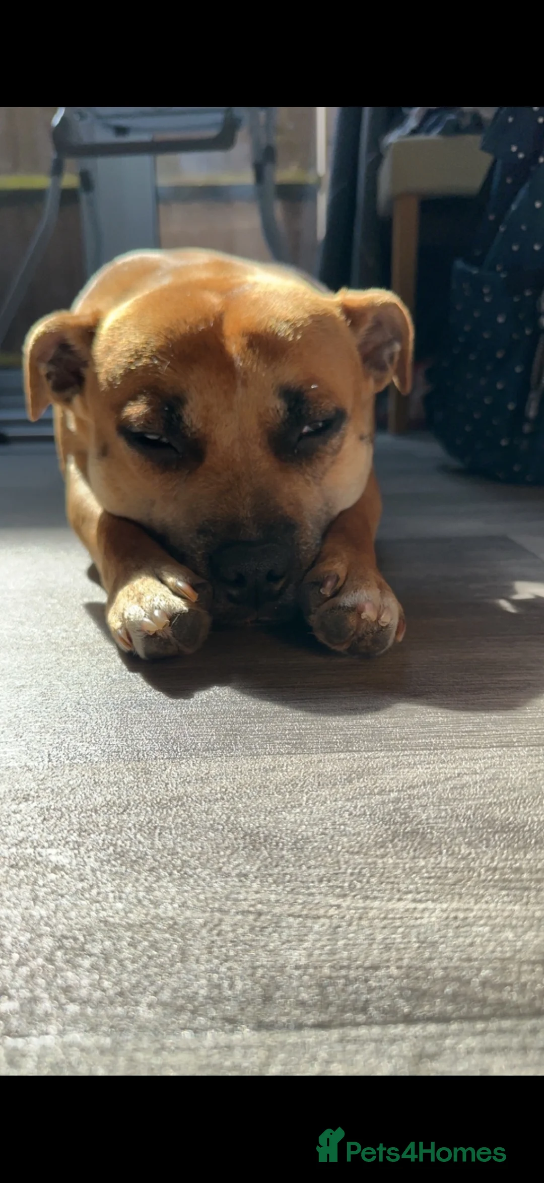 Staffordshire Bull Terrier dogs for sale: Exceptional litter of Staffie puppies - Advert 2