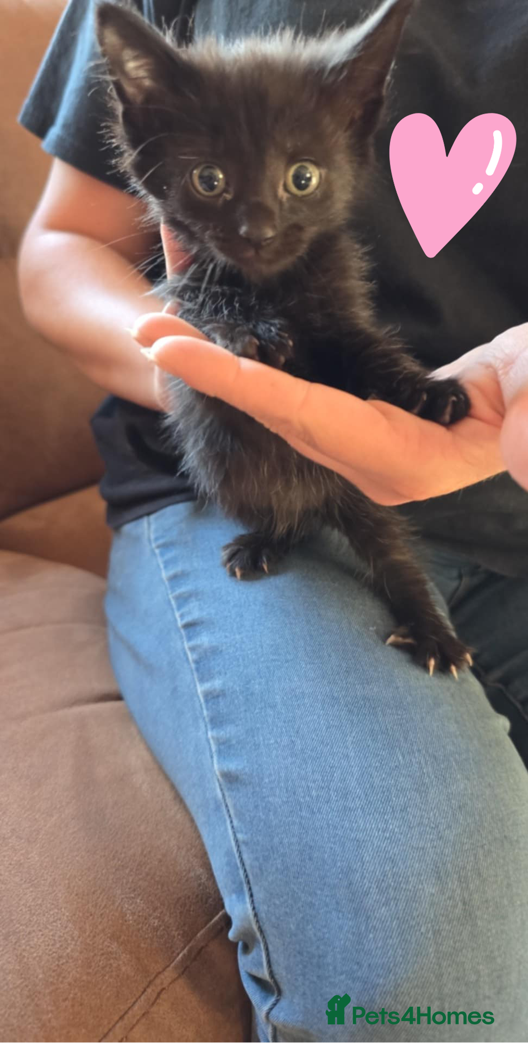 Maine Coon cats for sale: 6 Mainecoon X kittens for sale - Image 3