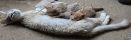 Devon Rex cats for sale: Lovely Longhaired Devon Rex  - Advert 6