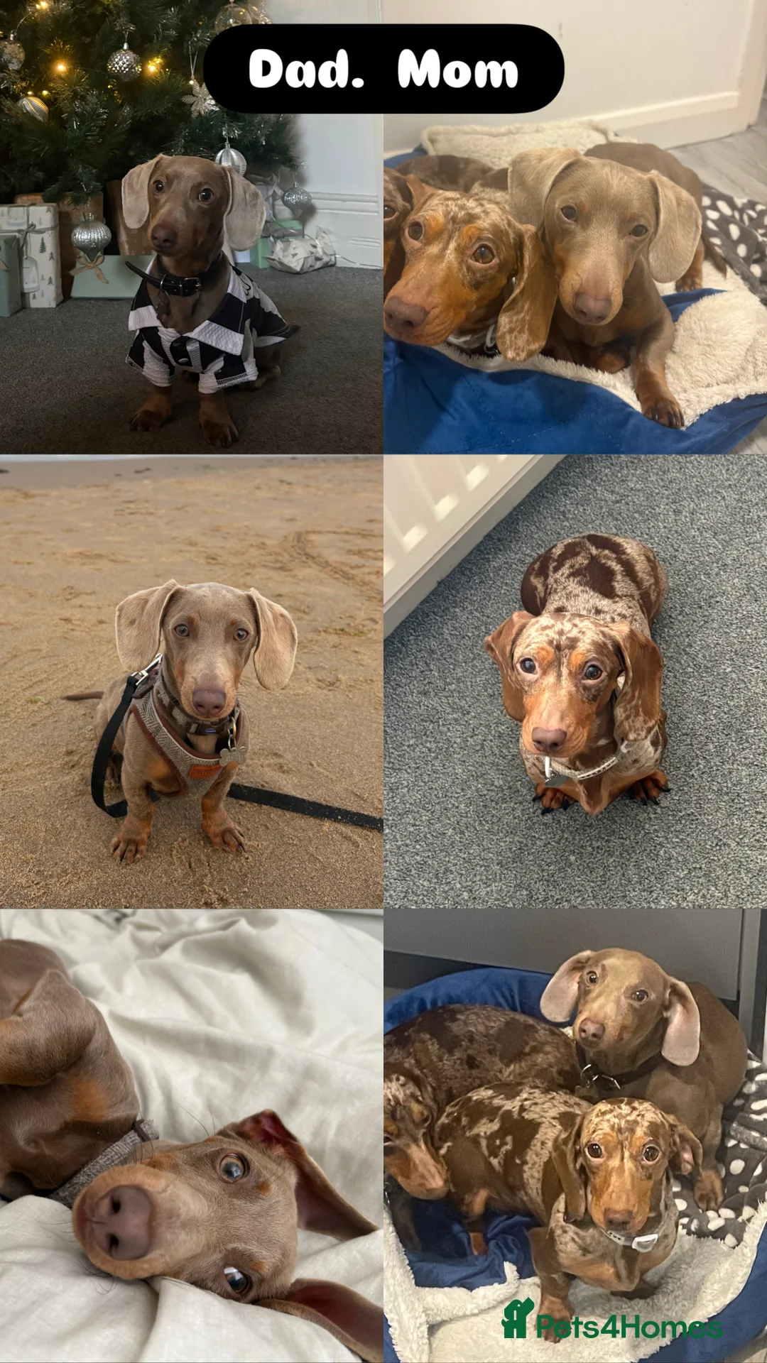 Miniature Dachshund dogs for sale: Miniature Dachshund Pups looking for Loving Homes - Advert 15