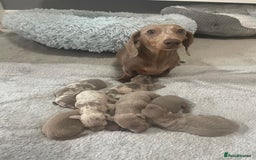 Miniature Dachshund dogs for sale: SPECTACULAR MINIATURE DACHSHUND PUPPIES - Image 10