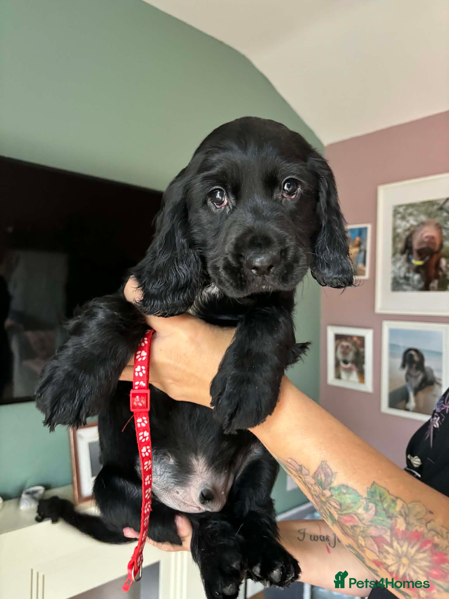 Sprocker dogs Sprocker spaniel puppies for new homes - Advert 1