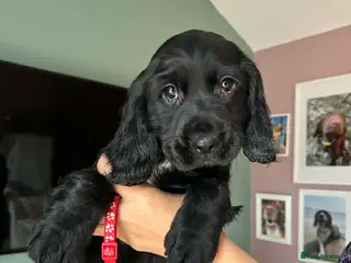 Sprocker dogs Sprocker spaniel puppies for new homes - Advert 1