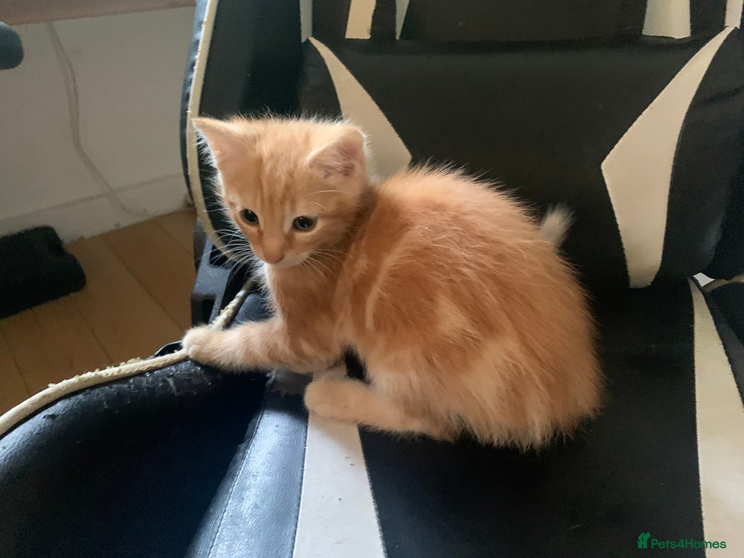 Mixed Breed cats for sale: Five Gorgeous Kittens available now ! - Image 10