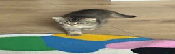 Scottish Fold cats for sale: Scottish Fold Girl Kitten - Advert 6