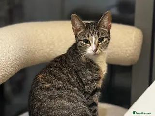 Domestic Shorthair cats 4 domestic shorthair - Advert 2