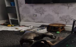 Italian Greyhound dogs for sale: Italian Greyhound Puppy, Fully Vaccinated, Trained - Image 6