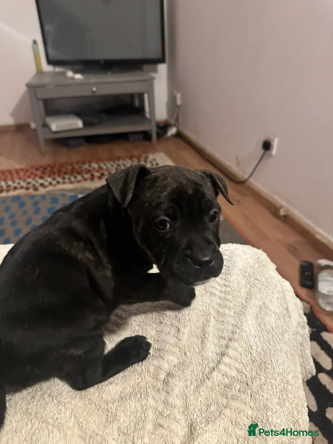 Mixed Breed dogs for sale: Beautiful staffy puppies looking for forever home  - Advert 15
