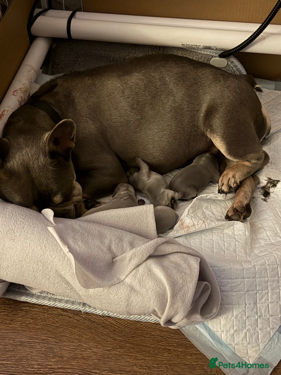 French Bulldog dogs for sale: 🐾 Disney Villain Frenchie Litter 🐾  - Advert 13