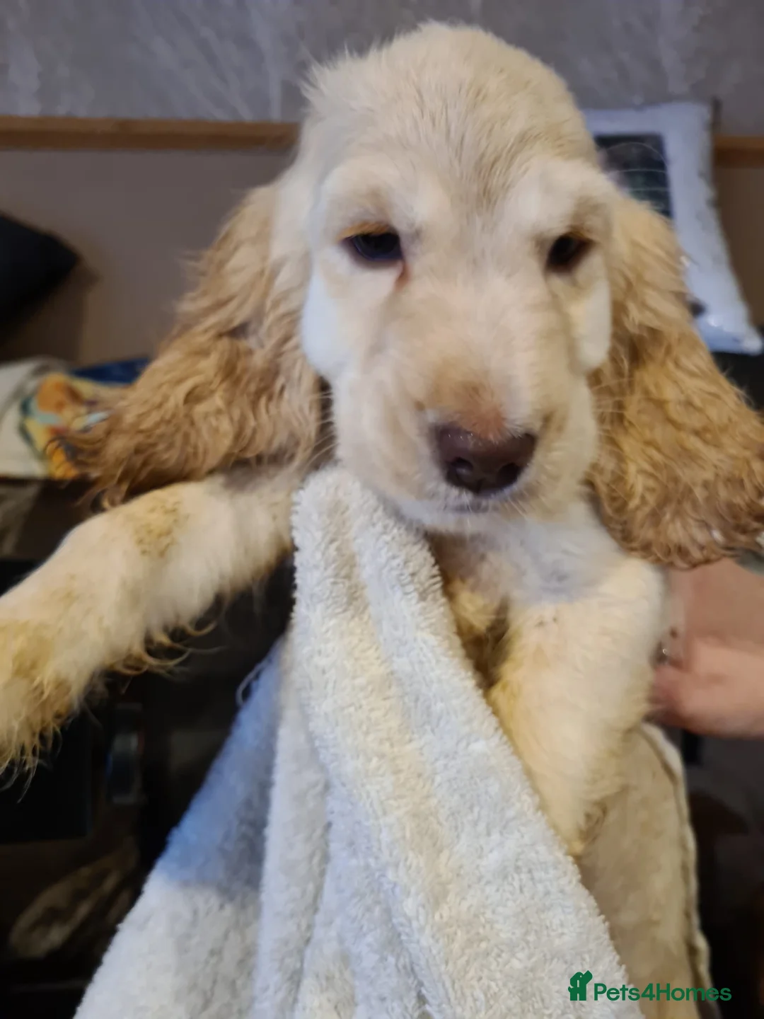 Cocker Spaniel dogs for sale: Cocker spaniel puooys - Advert 29