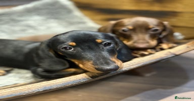 Miniature Dachshund dogs - Advert 2