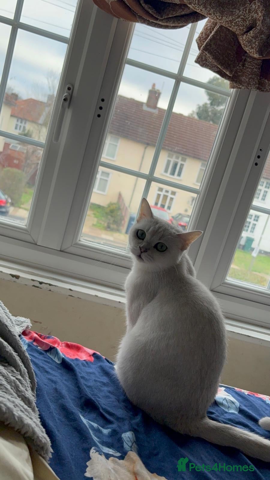 British Shorthair cats BSH Girl for rehoming - Advert 14