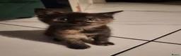 Mixed Breed cats for sale: Kittens in Canterbury - Advert 4