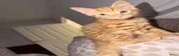 Mixed Breed cats for sale: Ace and tigger please read description  - Advert 10