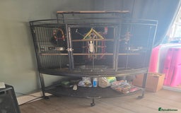 Parrots birds for sale: Rose crowned/Cherry headed canure  in Downham Market - Image 4