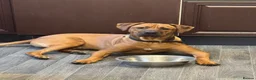 Rhodesian Ridgeback dogs for sale: Rhodi the ridgeback - Advert 6