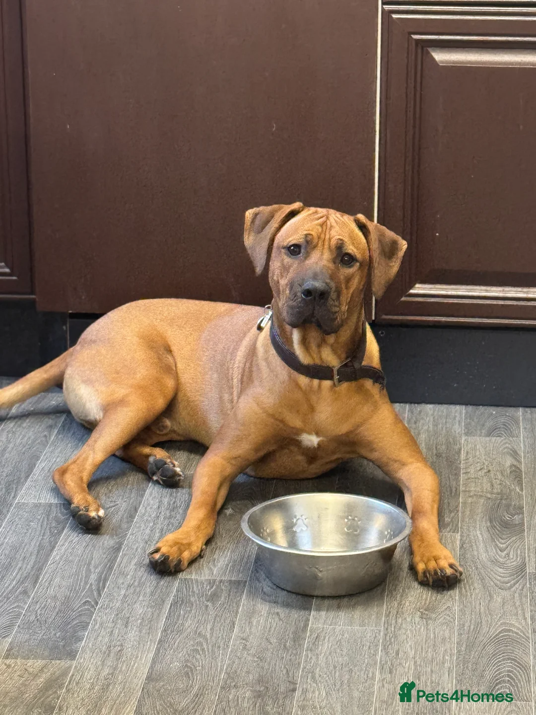 Rhodesian Ridgeback dogs for sale: Rhodi the ridgeback - Advert 6