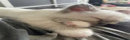 Ragdoll cats for sale: Pedigree Ragdoll Kittens  - Advert 3