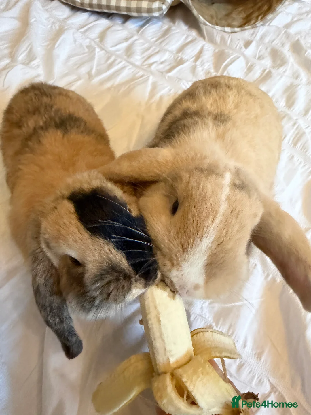 Mini Lop rabbits for sale: 6 beautiful mini lops - Advert 2