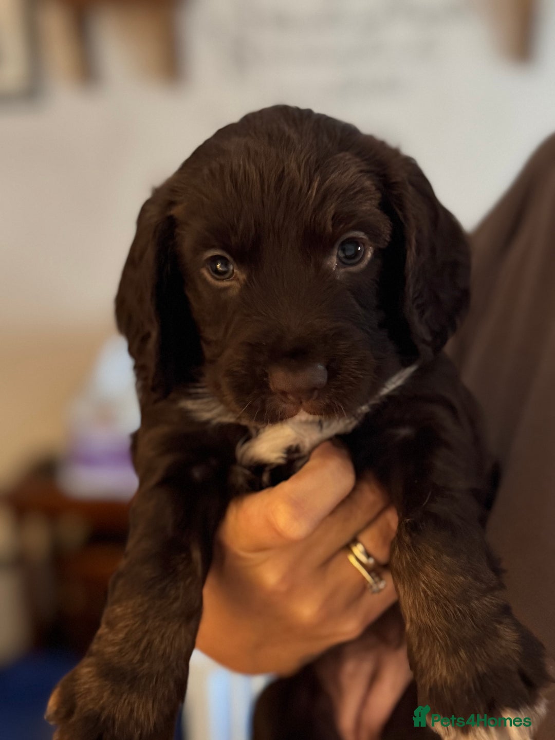Cocker Spaniel dogs for sale: Working cocker spaniels  - Image 3