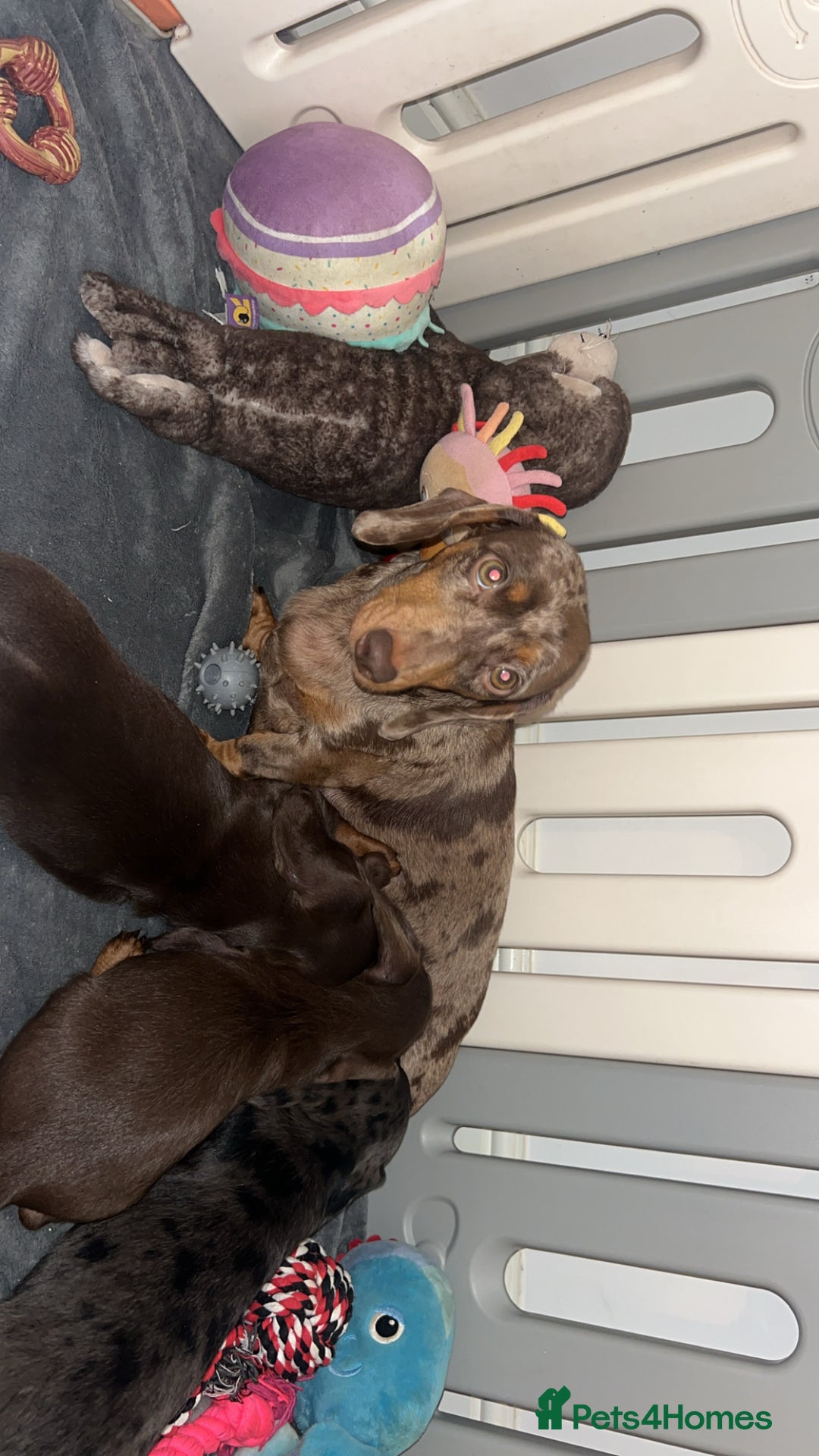 Doxiepoo dogs for sale: Stunning doxiepoos ready November 3rd - Image 11