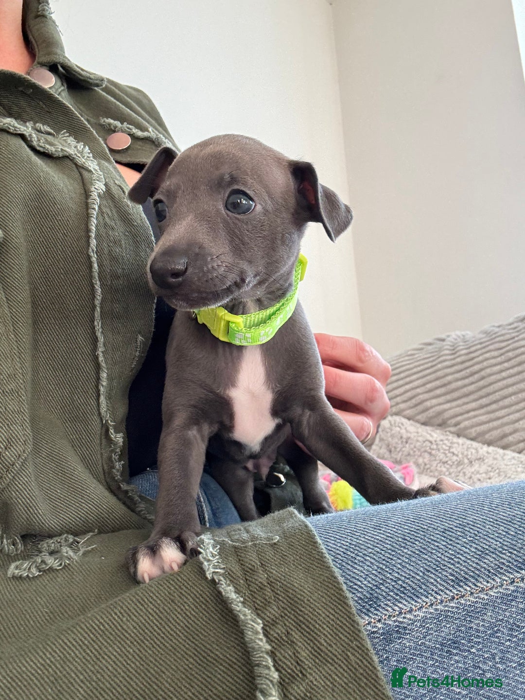 Italian Greyhound dogs for sale: KC registered blue Italian greyhounds for sale - Advert 6