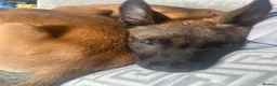 Belgian Shepherd Dog dogs for sale: Gorgeous puppies for sale - Advert 3