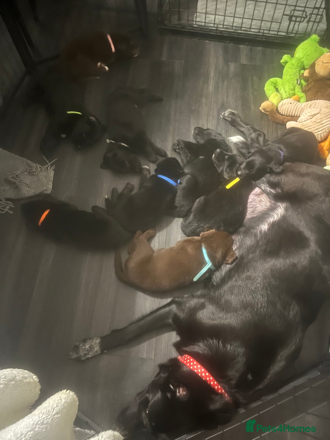 Mixed Breed dogs for sale: Belgian Shepherd x Goldador Puppies  - Advert 16