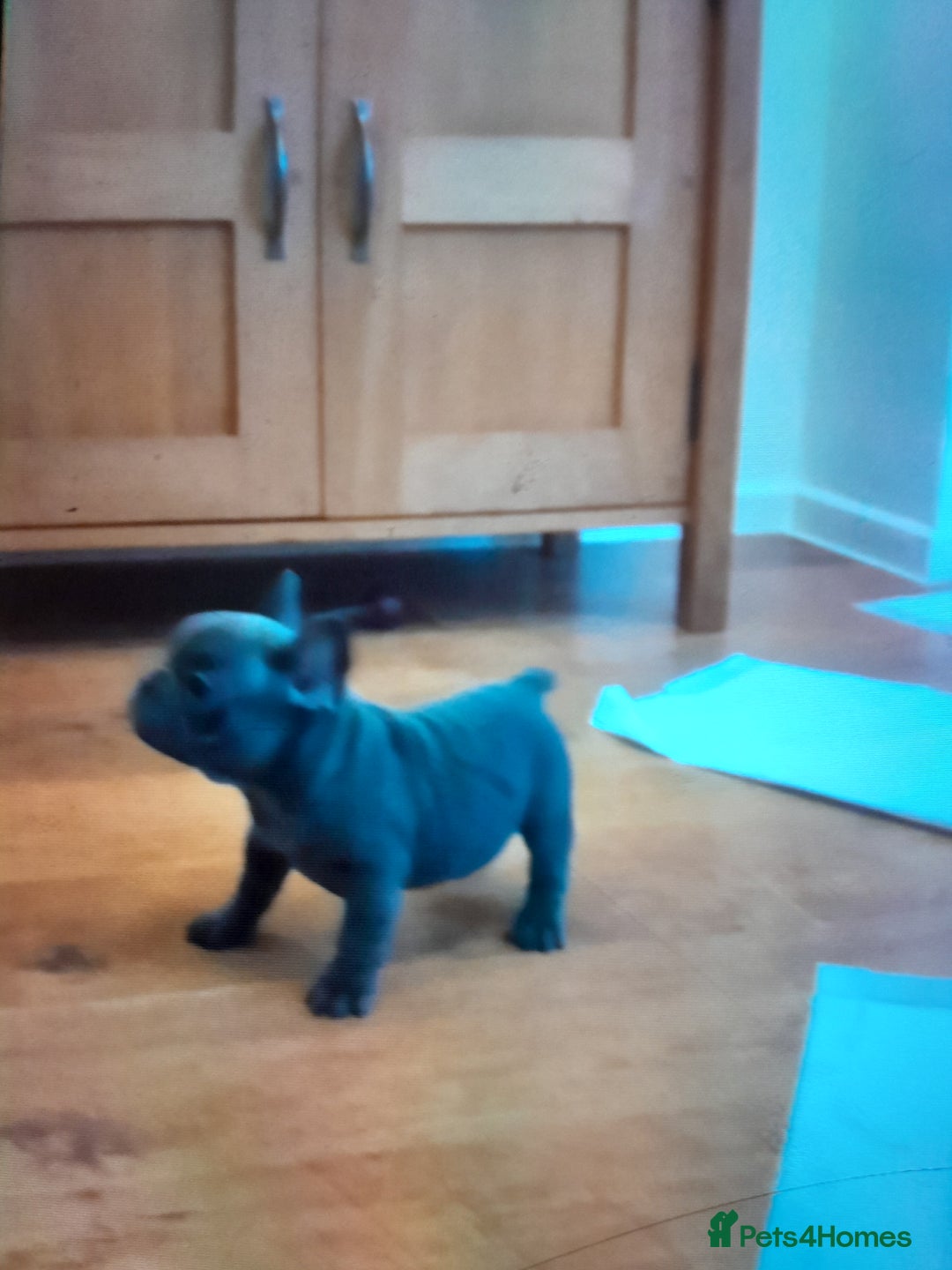 French Bulldog dogs for sale: Quality World class French bulldogs !!!! - Image 6
