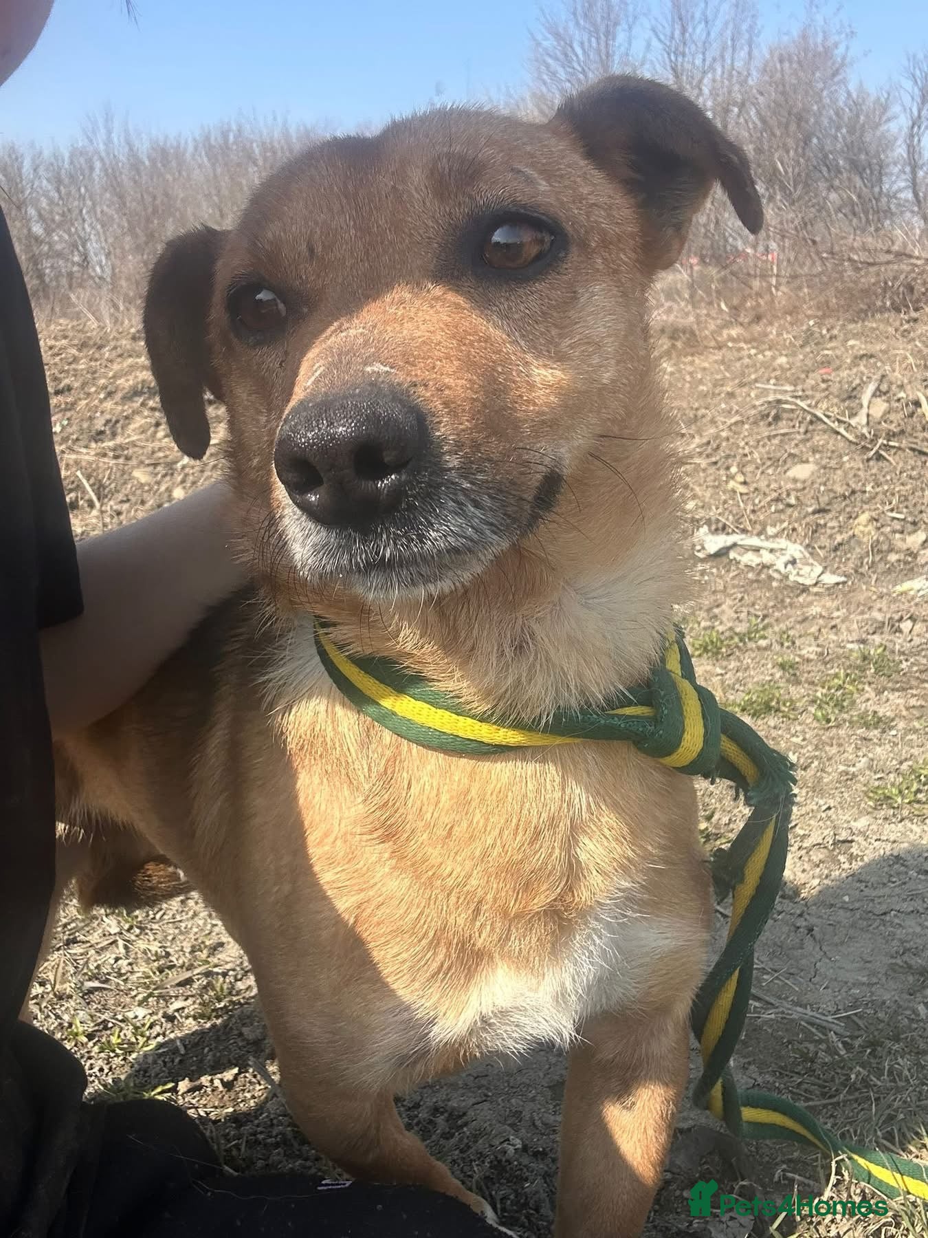 Mixed Breed dogs Terry - Norwich Norfolk  - Advert 1