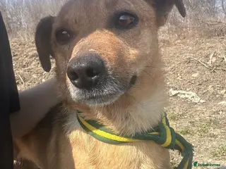 Mixed Breed dogs Terry - Norwich Norfolk - Advert 1