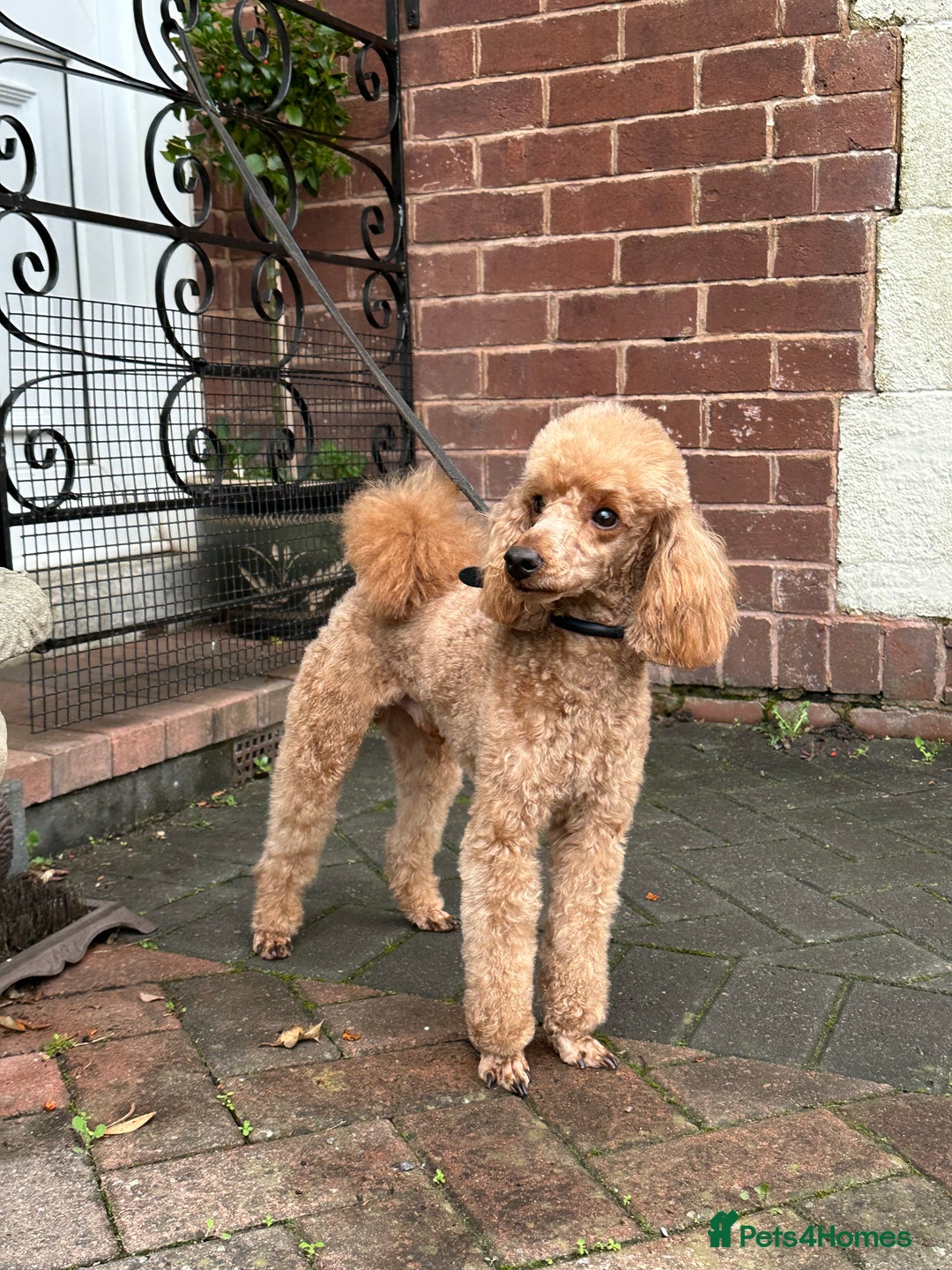 Toy Poodle dogs for stud: KC reg health tested toy poodle studs in Exeter - Advert 29